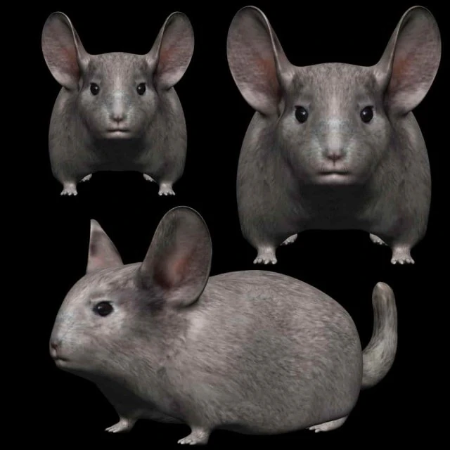 chinchilla Model 3D .c4d .max .obj .3ds .fbx .stl .blend 