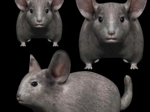 chinchilla Model 3D