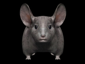 chinchilla Model 3D