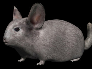 chinchilla Model 3D