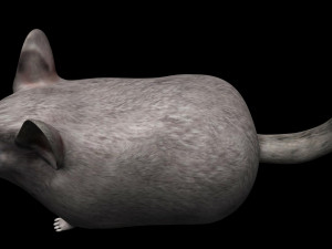 chinchilla Model 3D