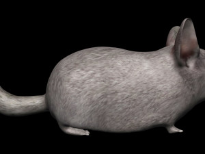 chinchilla Model 3D
