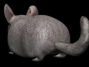 chinchilla Model 3D