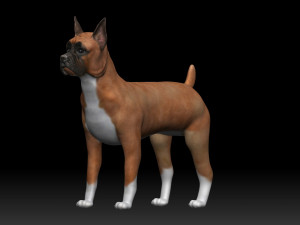 boxer bullmastiff dog 3D 模型