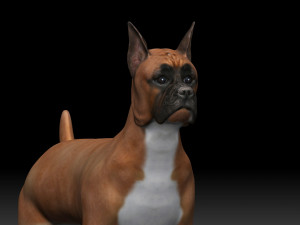 boxer bullmastiff dog 3D 模型