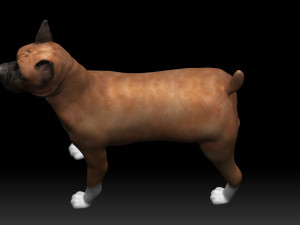boxer bullmastiff dog 3D 模型