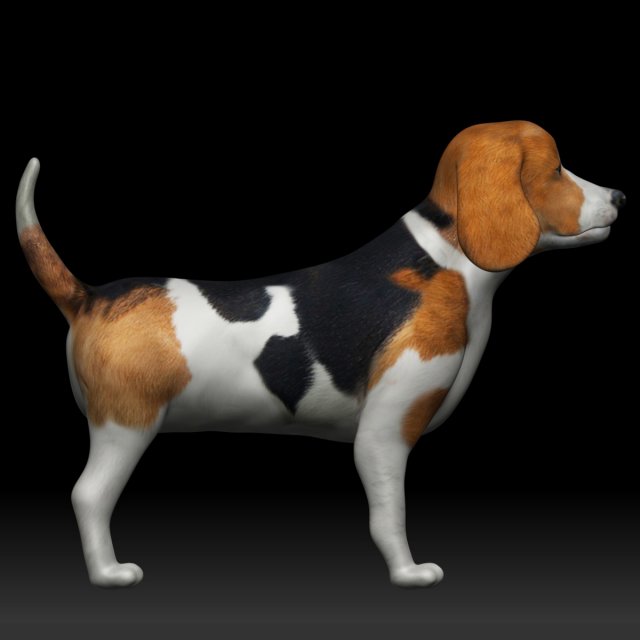 beagle dog 3D Model .c4d .max .obj .3ds .fbx .stl .blend 
