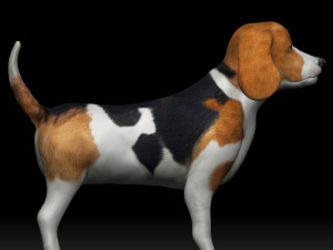 beagle dog 3D Model