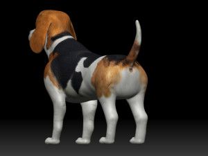 beagle dog 3D Model