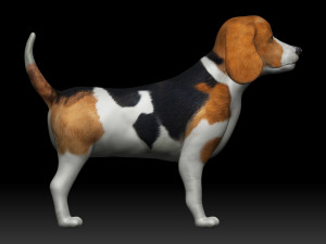 beagle dog 3D Model