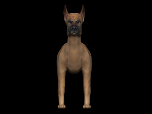great dane dog 3D-Modell