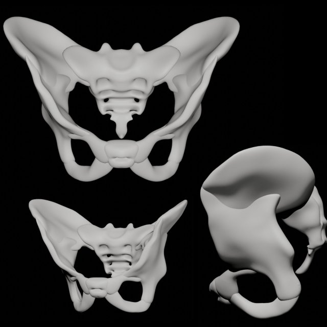 human pelvis Modèle 3D .c4d .max .obj .3ds .fbx .stl .blend 