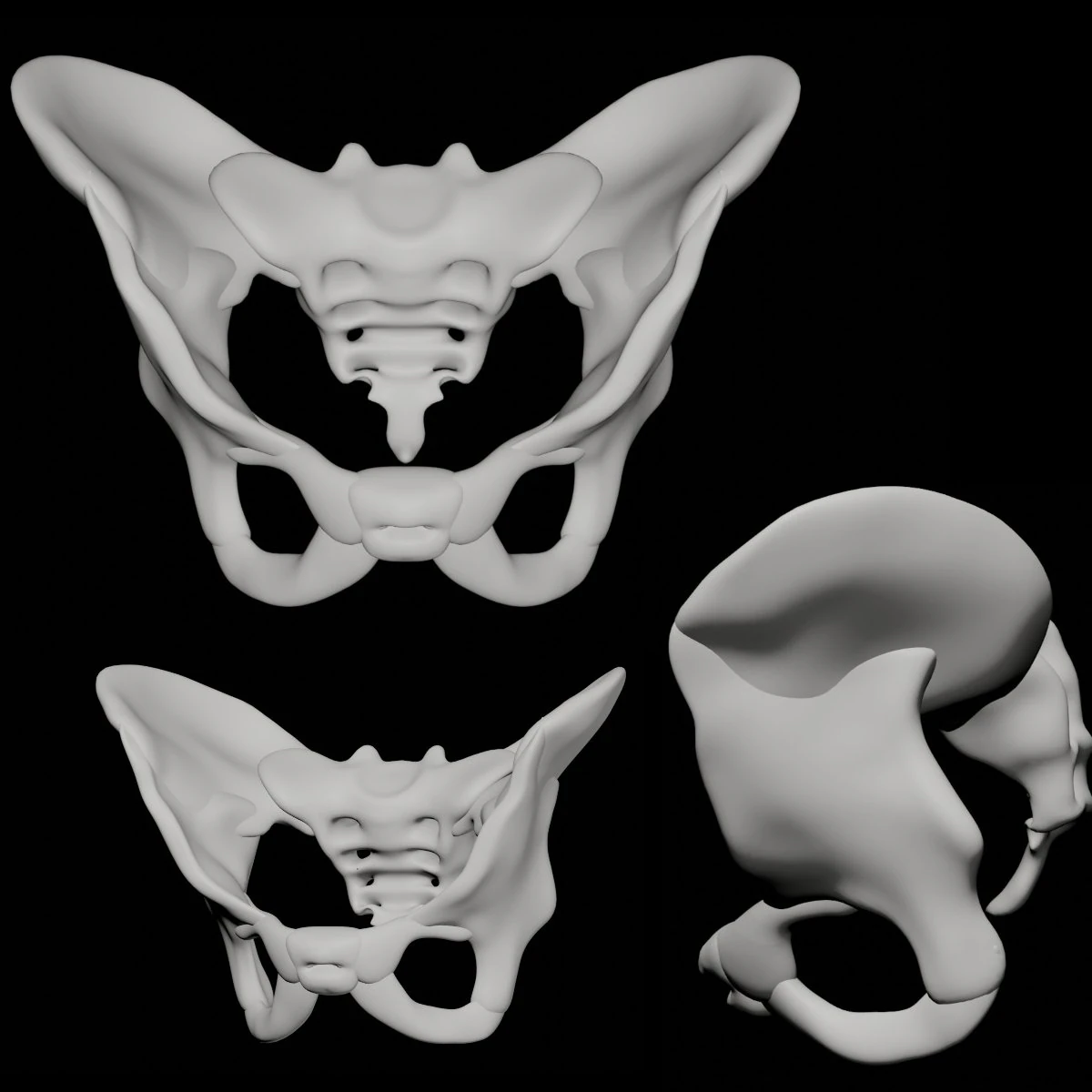 human pelvis 3D Model .c4d .max .obj .3ds .fbx .stl .blend 