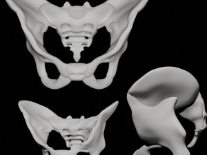 human pelvis 3D Model