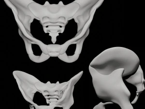 menschliches Becken 3D Modell