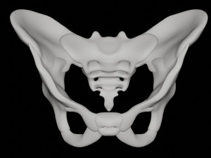 human pelvis Modèle 3D