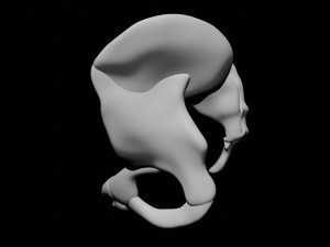 human pelvis Modèle 3D