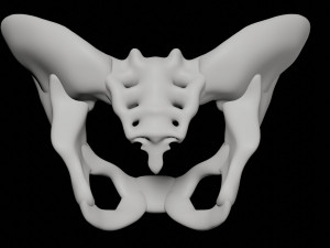 human pelvis Modèle 3D