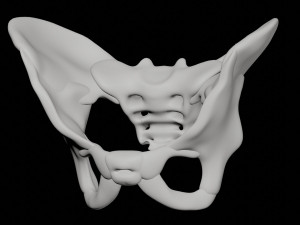 human pelvis Modèle 3D