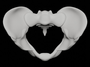 human pelvis Modèle 3D