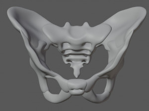 human pelvis Modèle 3D