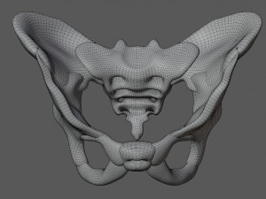 human pelvis Modèle 3D