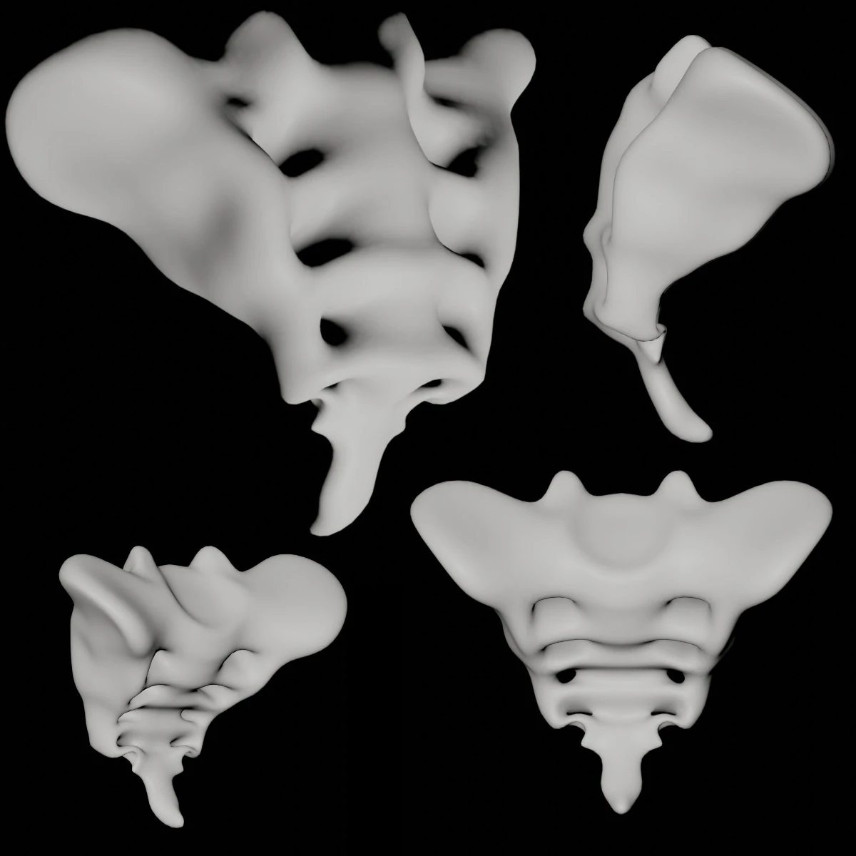 human tail bone tailbone 3D Model .c4d .max .obj .3ds .fbx .stl .blend 