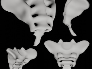 human tail bone tailbone 3D Model