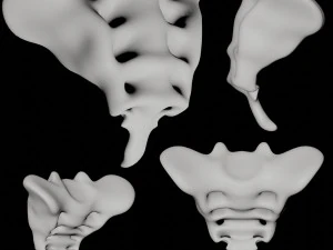 menselijk staartbeen staartbeen 3D Model