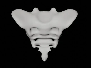 human tail bone tailbone 3D Model