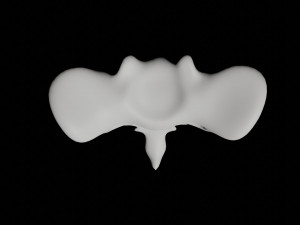 human tail bone tailbone 3D 模型