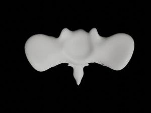 human tail bone tailbone 3D Model