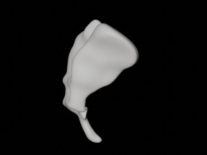 human tail bone tailbone 3D 模型