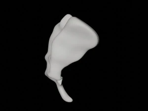 human tail bone tailbone 3D Model
