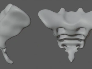 human tail bone tailbone 3D Model