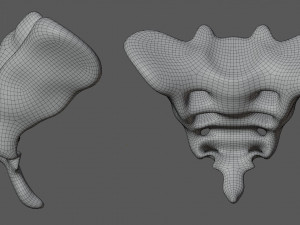 human tail bone tailbone 3D 模型