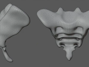 human tail bone tailbone 3D Model