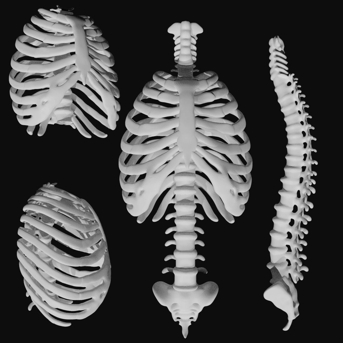 rib cage and rigged spine 3D Model .c4d .max .obj .3ds .fbx .stl .blend 