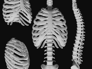 rib cage and rigged spine 3D Model