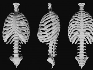 rib cage and rigged spine 3D मॉडल