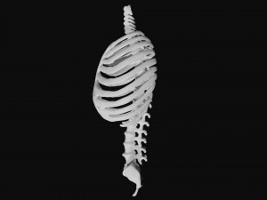 rib cage and rigged spine 3D मॉडल