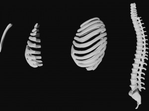 rib cage and rigged spine 3D मॉडल