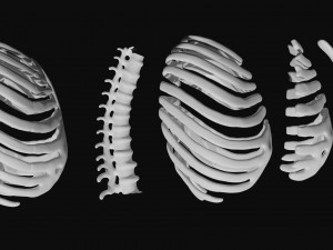 rib cage and rigged spine 3D मॉडल