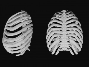rib cage and rigged spine 3D मॉडल