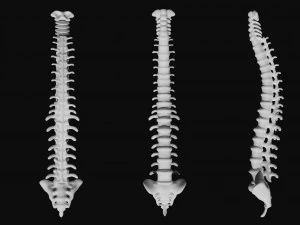 rib cage and rigged spine 3D Model