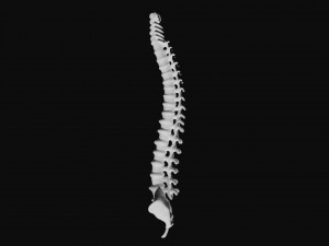 rib cage and rigged spine 3D मॉडल
