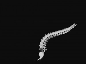 rib cage and rigged spine 3D मॉडल