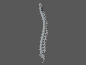 rib cage and rigged spine 3D मॉडल