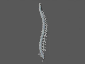 rib cage and rigged spine 3D Model