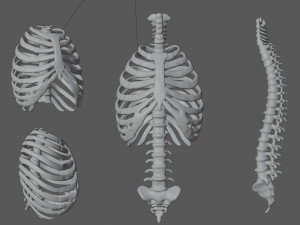 rib cage and rigged spine 3D मॉडल